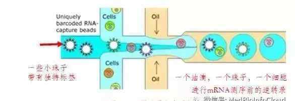 deplete 单细胞测序技术原理