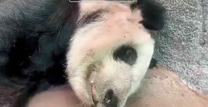 官方回应孟菲斯动物园熊猫瘦骨嶙峋：22岁 属于老年并患皮肤病