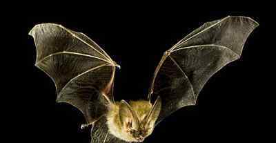 蝙蝠身上携带的病毒 蝙蝠身上携带上百种病毒，为何不将蝙蝠灭族？