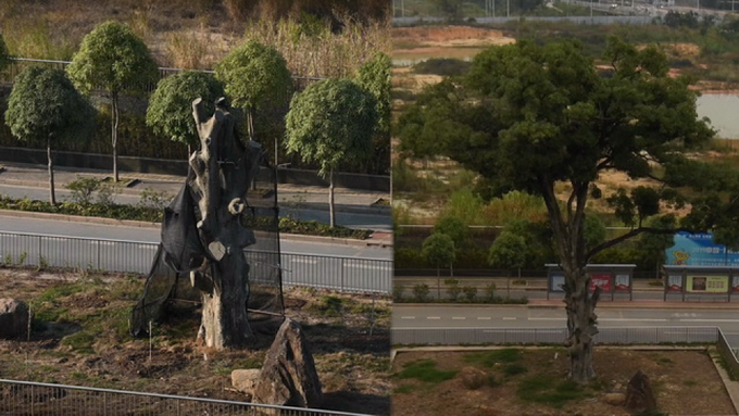 广西403岁最牛“钉子树”死亡 当地曾为它更改城市道路规划