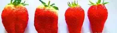 草莓成熟季节 又到吃草莓季节 但市面上这3种草莓千万不要买