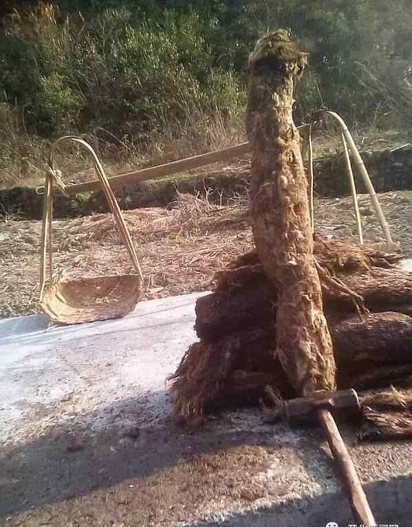 野生葛根 衢州村民挖出单株100多斤野生葛根 实属难得一见
