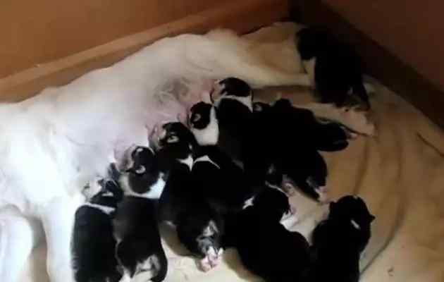 白色哈士奇 纯白哈士奇生下11只黑色宝宝 狗爸的表情超骄傲！