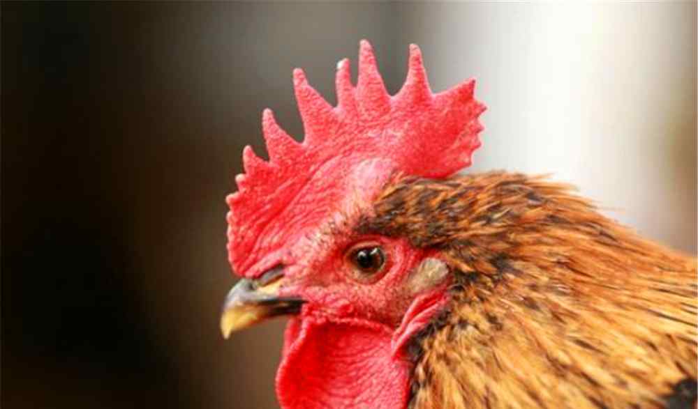 母鸡有鸡冠吗 农村自家养的土鸡的鸡冠有没有毒，究竟能不能吃呢？一起来看看！