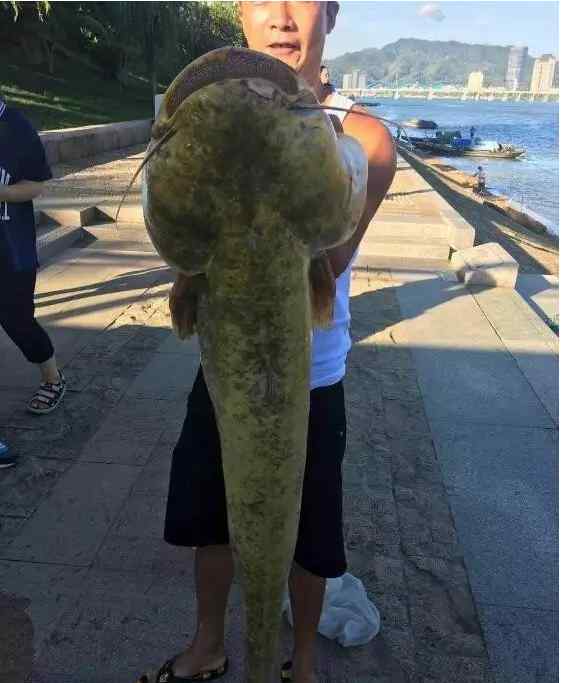 鲶鱼精 杭州男子在富春江钓到巨大“鲶鱼精” 体长1.3米