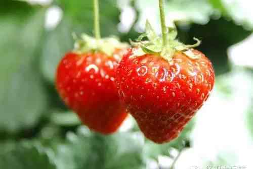 草莓成熟季节 又到吃草莓季节 但市面上这3种草莓千万不要买