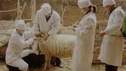 养羊一般只打四个疫苗 养羊人打疫苗，这六个错误最为常见、最为致命！