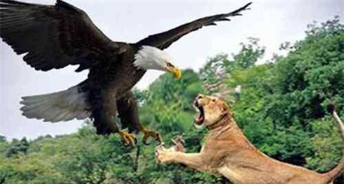 狮子的寿命 世界上最大的老鹰，身高超2米，以狮子为食，寿命可以和人类比肩