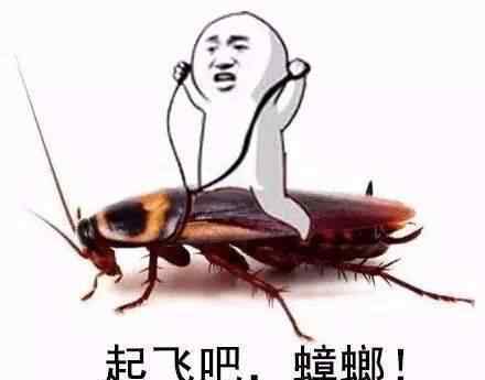 蟑螂广州话 广东的蟑螂有多可怕？听说看完这篇，再也不怕蟑螂了