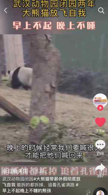 武汉动物园闭园两年 大熊猫彻底放飞自我：早上不起 晚上不睡！