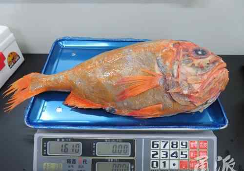 长寿鱼 能活160岁的长寿鱼来了 长得丑萌丑萌的
