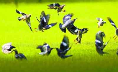 棕头鸦雀 湖南有鸟类463种 棕头鸦雀是湖南数量最多的鸟
