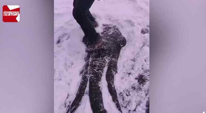 吉林男子在结冰河面上雕动物 成品太惊艳！一句话让网友直呼凡尔赛！