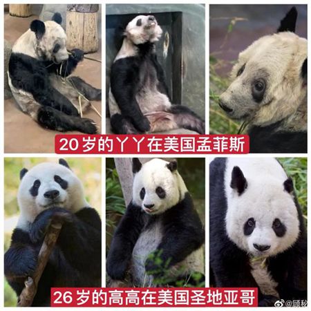 官方回应旅美大熊猫瘦骨嶙峋：丫丫属于老年且有皮肤病 这意味着什么?