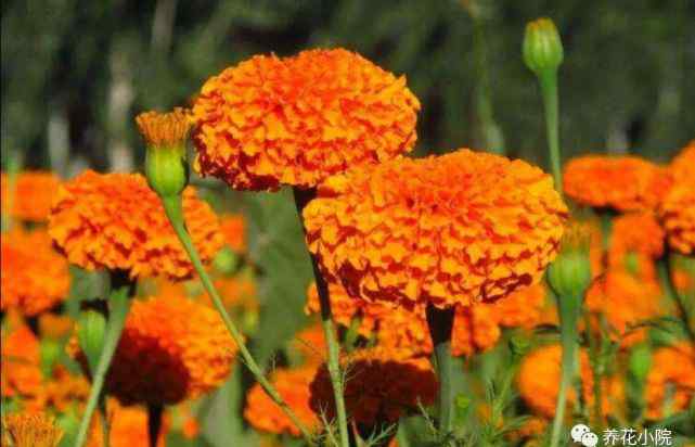 太阳花种子 6种漂亮的花，种子已经成熟，别忘采摘种子，来年再播种