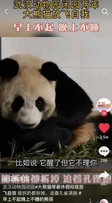 武汉动物园闭园两年 大熊猫彻底放飞自我：早上不起 晚上不睡！