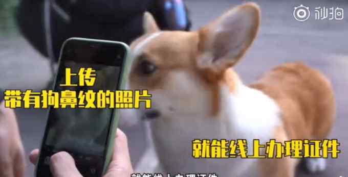 识别率高达99%！杭州率先推行宠物鼻纹身份证 全程线上办理不超5分钟