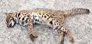 豹猫价格多少钱一只 温州永嘉山区有云豹出没？林业部门：这是豹猫