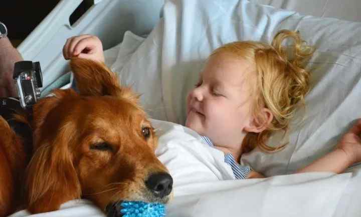 李佳琦的狗 李佳琦送爱犬Never去做治愈犬，宠物真的能治愈人类的心灵吗？