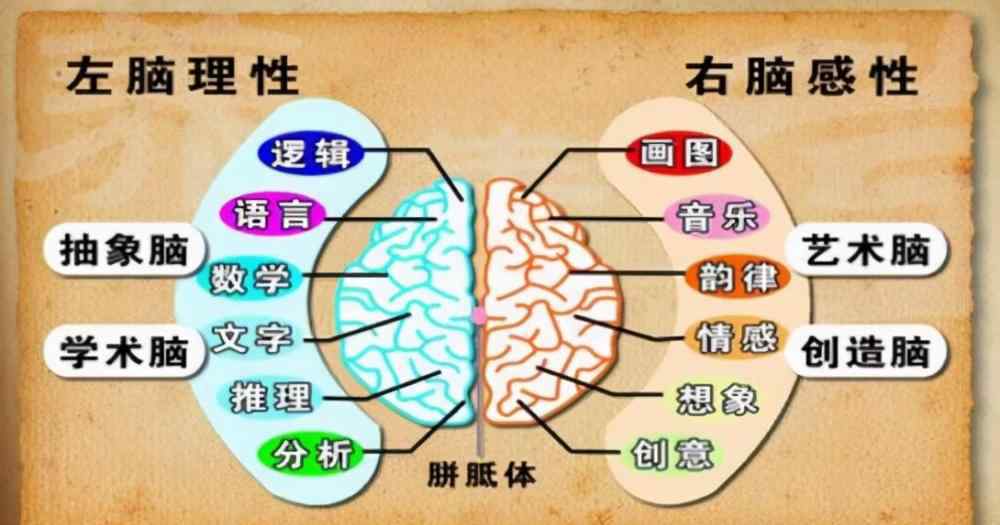 左右脑开发 孩子的左右脑应该如何开发，一共五个建议，避免大脑单侧化