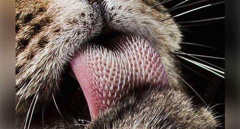 老虎舌头 老虎舌头又被称为“剔骨刀”，被它们舔一口，会掉一层皮吗？