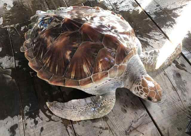 玳瑁海龟价格 浙江渔民捕到玳瑁 当地已60年未见