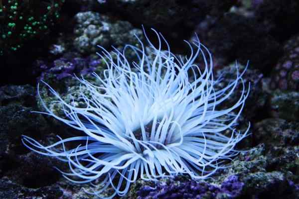 海葵 海葵怎么吃_海葵的功效与作用