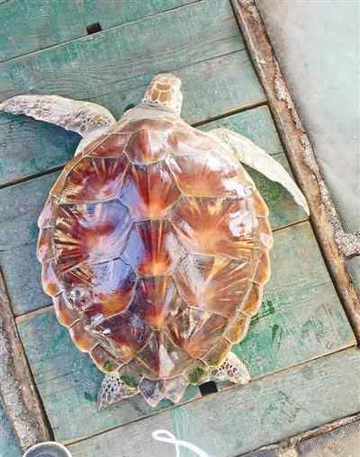 玳瑁海龟价格 浙江渔民捕到玳瑁 当地已60年未见