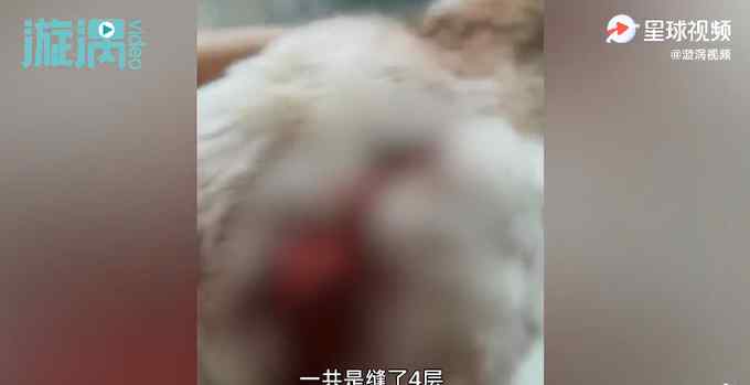 泰迪在楼道被女邻居持刀砍碎头骨 主人要求道歉被拒 网友：俩人都不对