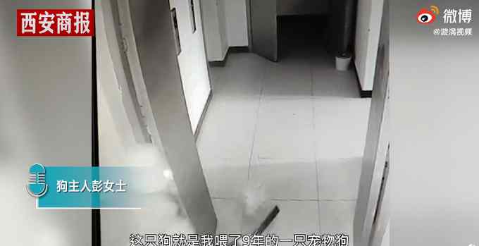 泰迪在楼道被女邻居持刀砍碎头骨 主人要求道歉被拒 网友：俩人都不对