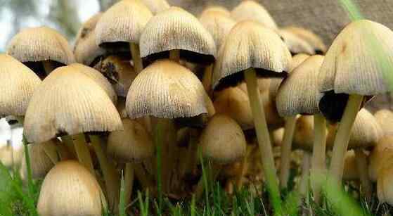 十大毒菇 中国十大常见毒蘑菇，遇见致命白毒伞一定要绕道