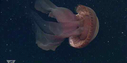 冥河水母 冥河水母，犹如地狱里的生物，过去100年间只被发现115次！