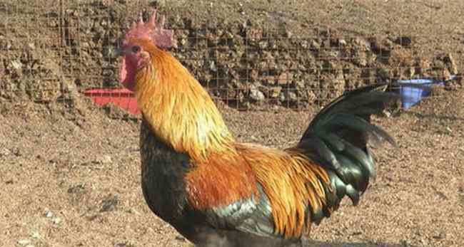 十大名鸡谁最贵 中国十大名鸡哪种最好吃呢?十大名鸡谁最贵？