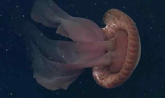 冥河水母 冥河水母，犹如地狱里的生物，过去100年间只被发现115次！