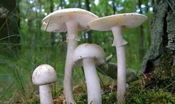十大毒菇 中国十大常见毒蘑菇，遇见致命白毒伞一定要绕道