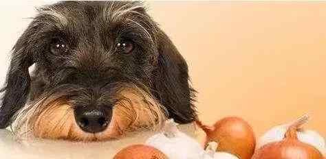 狗能吃菠菜吗 切记，狗狗绝对不可以吃的东西！当心致命