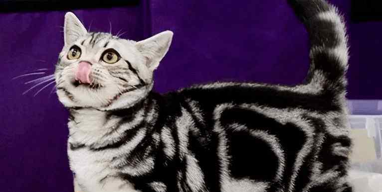 最不掉毛猫排名 最聪明的7种猫咪：折耳猫垫底，中华田园猫没排名？