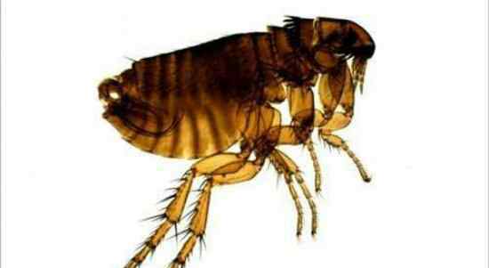 毒虫 世界十大毒虫排行榜，小小虫子每年让百万人染病！