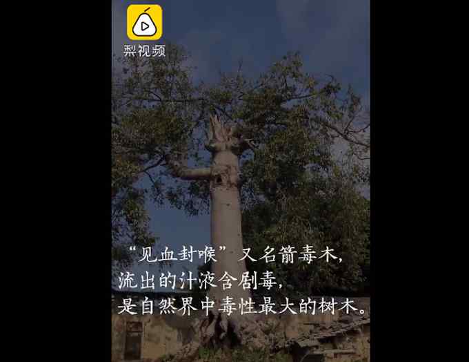 千年古树能“见血封喉” 村民当作传家宝