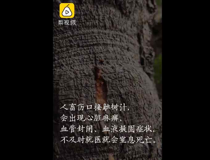 千年古树能“见血封喉” 村民当作传家宝