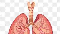 肺不好按摩哪里图 肺部好不好，看四点！讲解两个能有效养肺的穴位