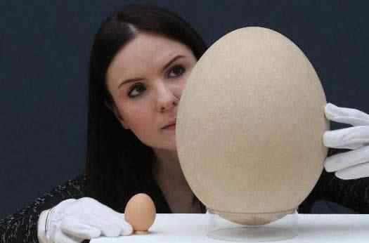 象鸟 世界上最大的蛋，象鸟蛋比100个鸡蛋还要大