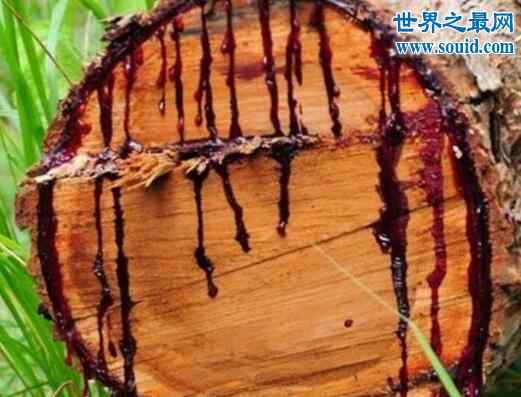 日轮花 世界上最神奇的植物，龙血树竟能流出鲜红血液文章配图