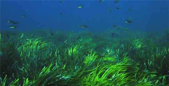 朱鲁 世界上最古老的植物，地中海海草寿命超过10万年