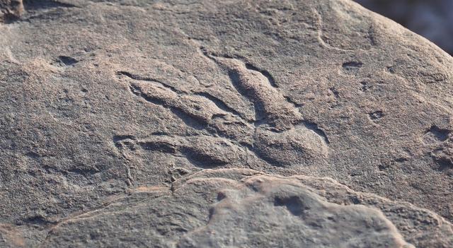 “重大发现”？外媒：英国4岁女童发现2亿年前恐龙脚印