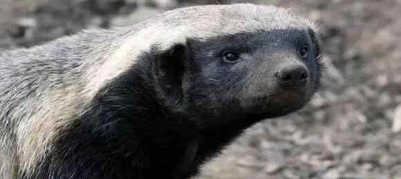什么动物最大胆 世界上最大胆的动物，平头哥蜜獾