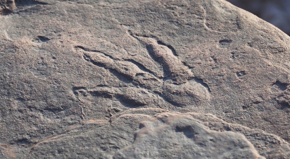 英国4岁女童发现2亿年前恐龙脚印 究竟是什么情况