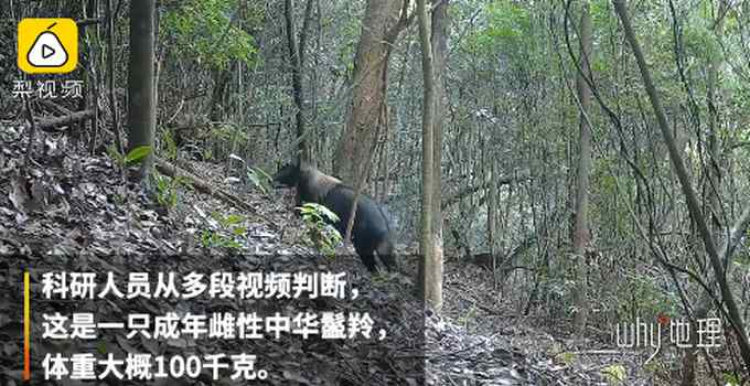 广东发现珍稀动物“四不像” 红外相机拍下它觅食罕见画面