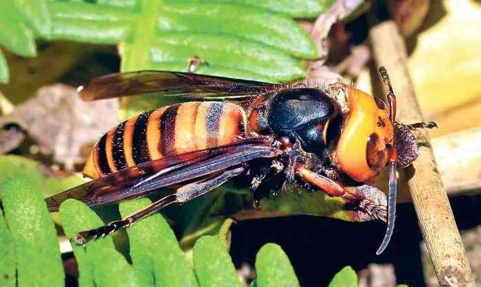 虎头蜂图片 亚洲“杀人”大虎头蜂首次入侵卑诗，小心了！