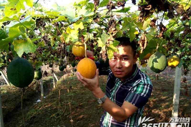 谢晓东 专访安徽乐丰园生态农业科技有限公司谢晓东：“农业小白”的逆袭之路